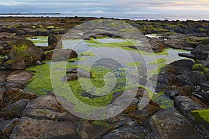 Moss covered lava rocks near Reykjavik, Iceland