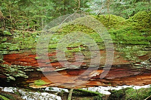 Moss covered log