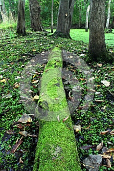 Moss Covered Log in Forest