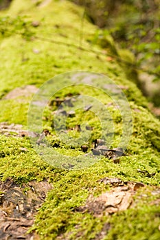 Moss Covered log with shallow dof