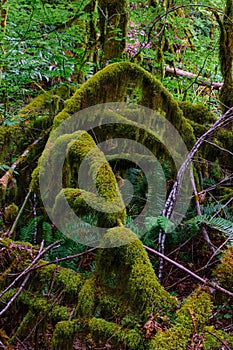 Moss covered logs are characteristic of Olympic National Park rainforests