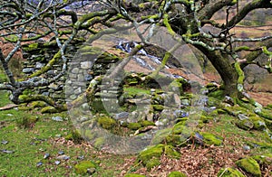 Moss covered mountain oak tree protecting the ruins of a Miner's cottage, Hafod y Llan