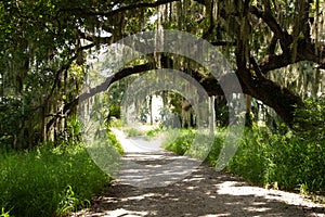 Moss covered oak trees shade the path