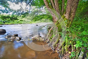 Moss covered old alder tree by river Slatina during summer near Slatinka