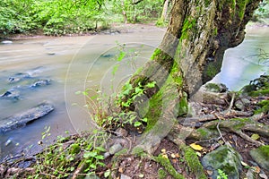 Moss covered old alder tree by river Slatina during summer near Slatinka