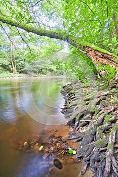 Moss covered old alder tree by river Slatina during summer near Slatinka