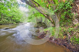 Moss covered old alder tree by river Slatina during summer near Slatinka