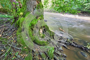 Moss covered old alder tree by river Slatina during summer near Slatinka