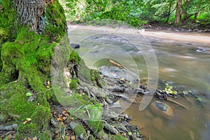 Moss covered old alder tree by river Slatina during summer near Slatinka