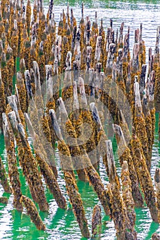 Moss Covered Pilings