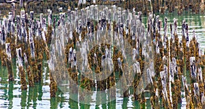 Moss Covered Pilings in Portland Harbor