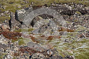 Moss-covered rock outcroppings in the lava fields of Iceland