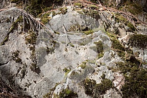 Moss covered rock in sunlight with dead grass