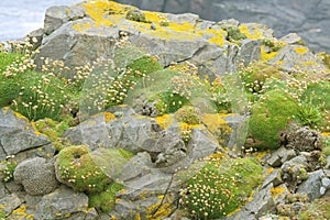 Moss covered rocks