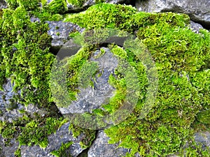 Moss covered rocks