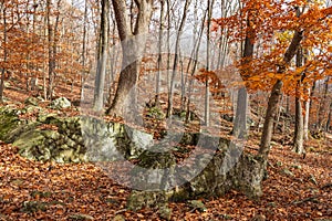 Moss covered rocks in an autumn forest