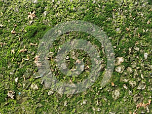 Moss covered rocks,background