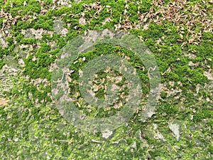 Moss covered rocks,background