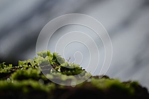 moss covered the rocks on the beach