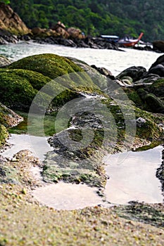 Moss covered on rocks at the beach