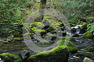 Moss Covered Rocks in Forest Stream