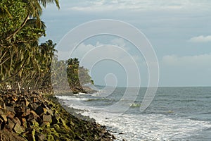 Moss covered rocks and line of coconut trees along the sea shore