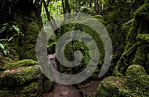 The moss covered rocks of Puzzlewood, an ancient woodland near Coleford in the Royal Forest of Dean, Gloucestershire, UK photo