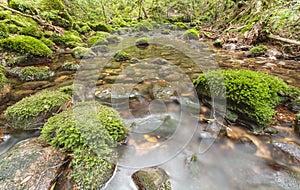 Moss covered rocks in river