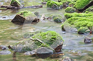 Moss covered rocks in river