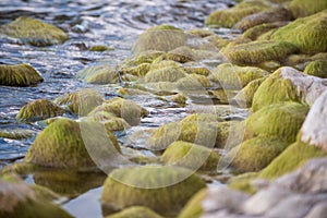 moss covered rocks in the shallow water