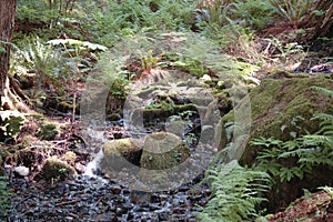 Moss covered rocks at Snoqualmie Falls