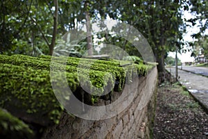 Moss Covered Shingles on a Wall