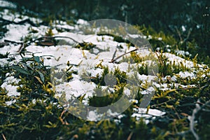 Moss covered by some pieces of snow