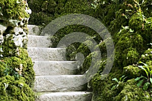 Moss covered stairs in the forest in portugal