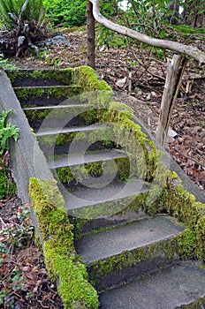 Moss covered stairs in garden