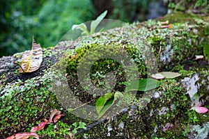 Moss-covered stone. Beautiful moss and lichen covered stone. Bright green moss Background textured in nature. Natural