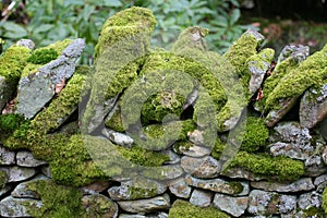 Moss covered stone wall