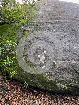 Moss covered stone wall in humid forest