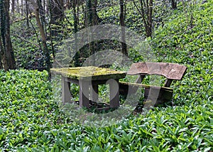 Moss covered table and wooden bench around the wild garlic plants in the forest.