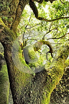 Moss-covered tree