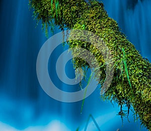 Moss Covered Tree against blue cascade Watson Creek Oregon