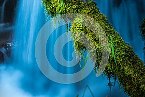 Moss Covered Tree against blue cascade Watson Creek Oregon