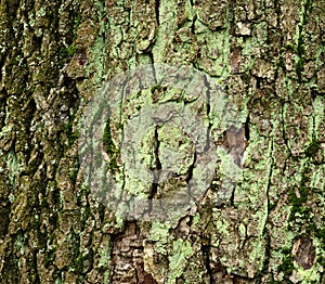 Moss covered tree bark