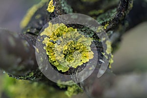 Moss-covered tree bench