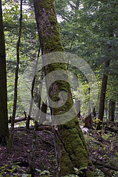 Moss covered tree in boreal forest on overcast day in wilmington new york