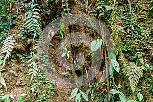 Moss covered tree in a cloud forest of Reserva Biologica Bosque Nuboso Monteverde, Costa Ri photo