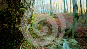 Moss-covered tree foreground, valley stretches