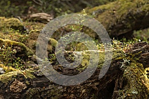 Moss covered tree in a forest on New Zealand`s Kepler Track, one of the South Island`s Great Walks