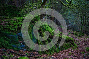 Moss covered tree in a forest in Scotland