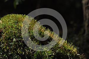 Moss covered tree limb seedlings and young plants. Rays of light